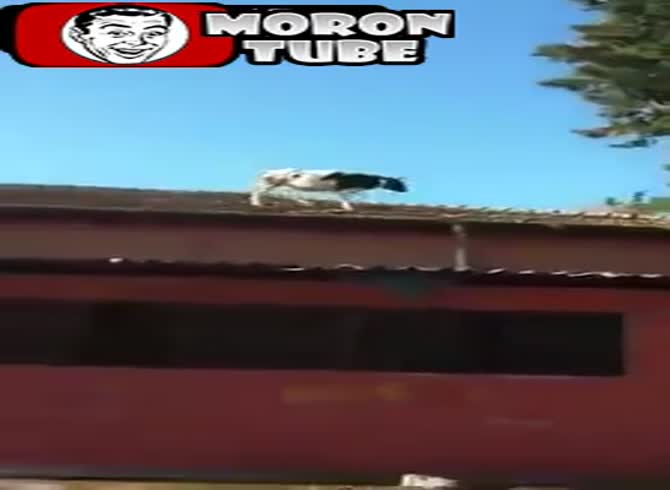 Video :However, where on earth did this cow originate